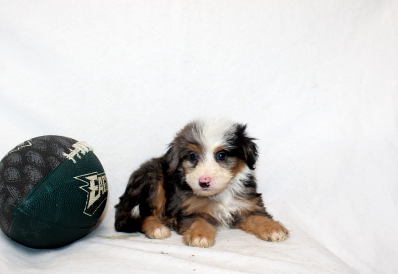 puppy, for, sale, Mini Bernedoodle F2, Matthew B. Stoltzfus, dog, breeder, Gap, PA, dog-breeder, puppy-for-sale, forsale, nearby, find, puppyfind, locator, puppylocator, aca